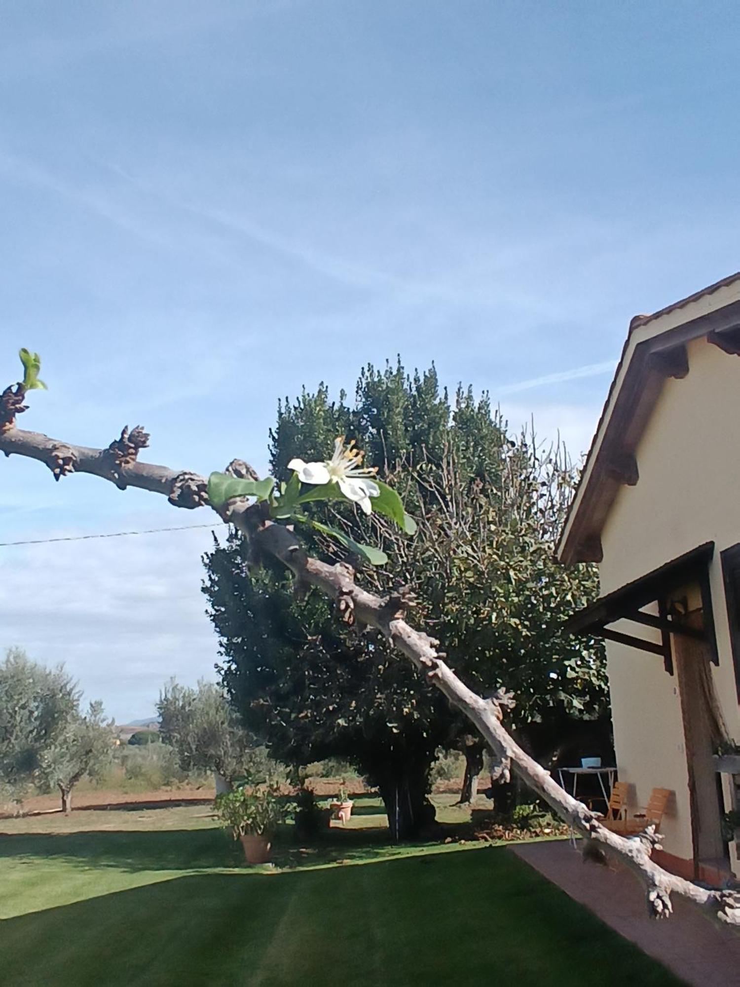 Agriturismo Le Villette Di Cate Alberese Zimmer foto